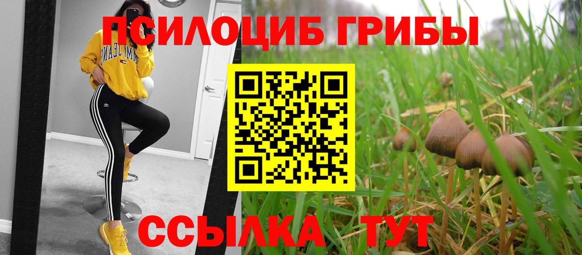Заречный  Галлюциногенные грибы прущие грибы  Вход с VPN 